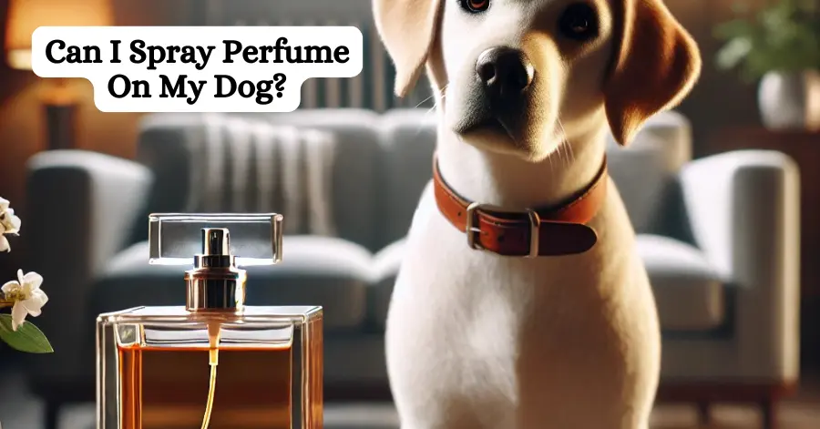 Can I Spray Perfume On My Dog?