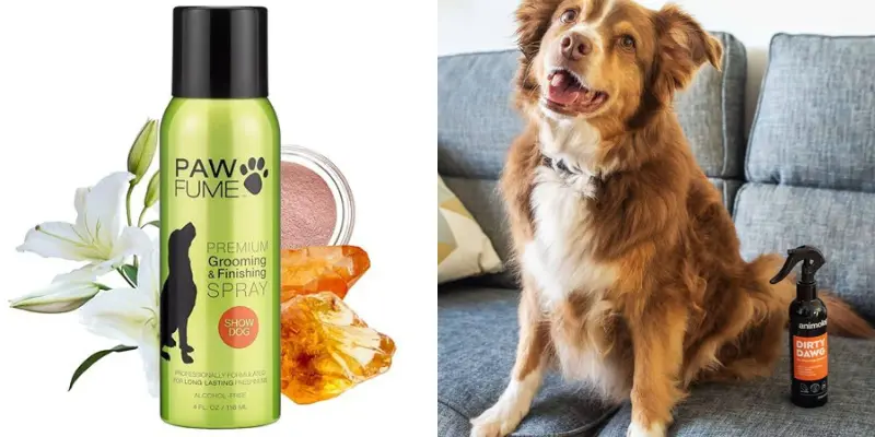 Can I Spray Perfume On My Dog?